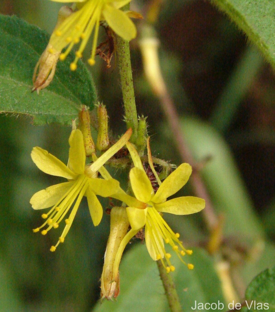Triumfetta pilosa Roth